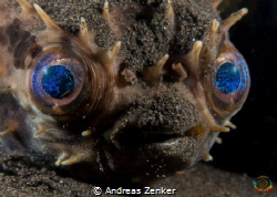 Cyclichthys orbicularis - Rounded porcupinefish by Andreas Zenker 